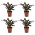 Green boutiQ - Ctenanthe Burle Marxii - Fischgräten-Gebetspflanze - 4 Pflanzen - Pot 12cm - Hoogte - 30cm Bild 2
