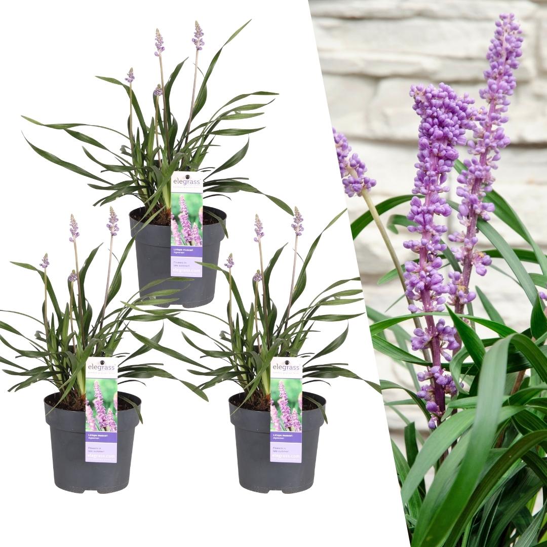 Dracaena surculosa
