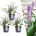 3er Set Lilientraube Ingwersen (Liriope muscari) für Garten & Halbschatten Bild 1