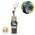 GreenboutiQ Blue Grape Vine - 2 Plants, 50cm, 15cm Pot Bild 2