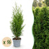 Green boutiQ - 16x Thuja occidentalis Smaragd - Lebensbaum - Heckenpflanzen - Immergrün - Grün - Topf 9cm - Höhe 20-30cm Bild 1