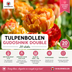 Tulpenzwiebeln Gudoshnik Double – 20 Stück | KH Bloembollen® | Gelbe, orange und rote gefüllte Tulpen – Pfingstrosenartig & farbenfroh – Für Garten oder Topf – Größe 11/12 – Frisch vom Züchter Bild 8