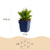 Green boutiQ - Perennial - Aster Wood's Pink - Plume Spiraea - Bee and Butterfly Attractors - Pink - 6 Plants - Pot 11cm - Height 15-25cm Bild 3
