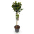 GreenboutiQ Lorbeerbaum (Laurus nobilis) Stamm 90cm, Topf 19cm Bild 2