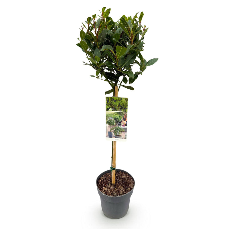 Dracaena surculosa