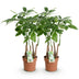 Green boutiQ - Zimmerpflanzen - Pachira Aquatica Mehrstamm - Geldbaum - Wenig Pflege - Grün - 2 Pflanzen - Topf 17cm - Höhe 50-55cm Bild 2