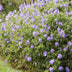 6x Geranium Rozanne, 10-25cm, Ø9cm Bild 6