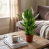 Spathiphyllum Peace Lily: 4 plants in 12cm pot, 35-40cm high Bild 4