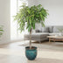Ficus Amstel King, geflochtener Stamm, 130 cm Höhe, Topfdurchmesser 30 cm Bild 3
