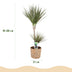 Dracaena Marginata Bicolor: Drachenbaum mit Korb, 90-100cm Bild 3