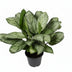 Aglaonema Maria Christina (Decorum) - Silber-Grüne Blattpflanze für Innenräume Bild 1