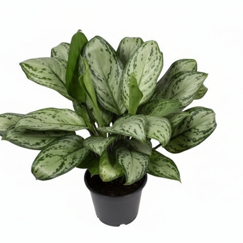 Aglaonema Maria Christina (Decorum) - Silber-Grüne Blattpflanze für Innenräume