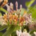 GreenboutiQ Honeysuckle 'Lonicera henryi', 2 plants in a pot Bild 6