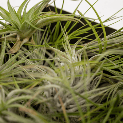 Tillandsia Air Mix Set: 5x Luftpflanzen Ø 6 cm