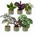6x Baby Jungle Mix - Tropische Zimmerpflanzen für Ihr Zuhause Bild 2