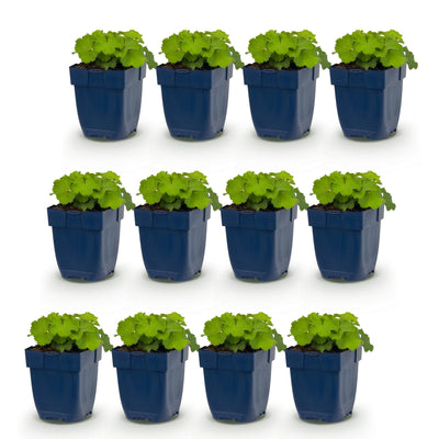 Green boutiQ - Perennials - Alchemilla mollis - Lady's Mantle - Groundcover - Yellow - 12 Plants - 11cm Pot - 15-25cm Height