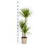 Dracaena Marginata Green mit Korb, 110-130cm Höhe Bild 2
