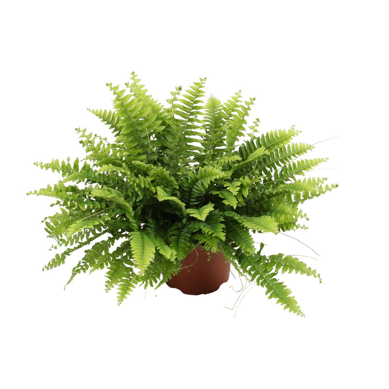 Boston Farn 'Green Moment' - Ø12cm Topf, 20cm Hoch - Pflegeleichte Zimmerpflanze