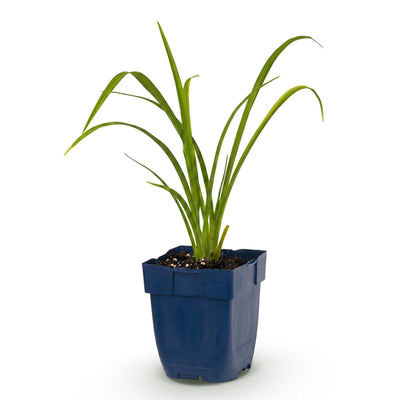 Green boutiQ - Perennials - Hemerocallis Mauna Loa - Daylily - Bee and butterfly magnets - Orange - 1 Plant - 11cm Pot - Height 15-25cm