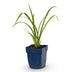 Green boutiQ - Stauden - Hemerocallis Mauna Loa - Taglilie - Bienen- und Schmetterlingsmagneten - Orange - 1 Pflanze - Topf 11cm - Höhe 15-25cm Bild 2