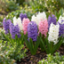 20x Hyacinthus Pastel mix - Pastel mix hyacinth - Pastel - Spring bloomer - Bulb size 14/15 Bild 3