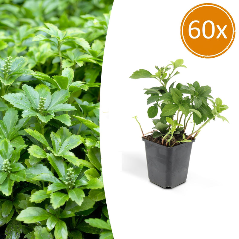 Pachysandra 'Green Carpet' - 60 pieces, 10-25cm