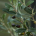 Artificial Olive Tree in Pot, 65 cm – Mediterranean Charm Bild 4