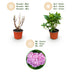 Green boutiQ - Garden Plant - Hydrangea macrophylla Pink - Hydrangea - Hardy - Pink - 3 Plants - Pot 12cm - Height 20-30cm Bild 4