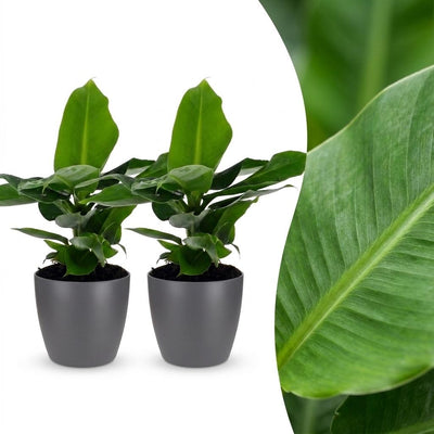 Green boutiQ - Musa Oriental Dwarf - Orientalische Zwergbanane - 2 Pflanzen - met Potter Grijs - Pot 12cm - Hoogte - 30cm