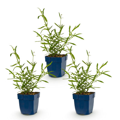 Green boutiQ - Perennial - Verbena bonariensis Lollipop - Ironweed - Bee and Butterfly Attractors - Purple - 3 Plants - Pot 11cm - Height 15-25cm