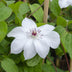 Clematis Miss Bateman, weiße Blüten, Ø15cm Topf, 65cm hoch Bild 4