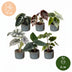 Baby Alocasia Familie: 6 Tropenpflanzen Mix Ø6cm Bild 5
