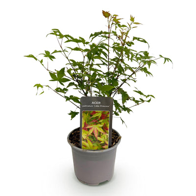 Acer palmatum 'Little Princess' - Japanischer Ahorn, 35cm, Topf 12cm