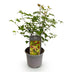 Acer palmatum 'Little Princess' - Japanischer Ahorn, 35cm, Topf 12cm Bild 2