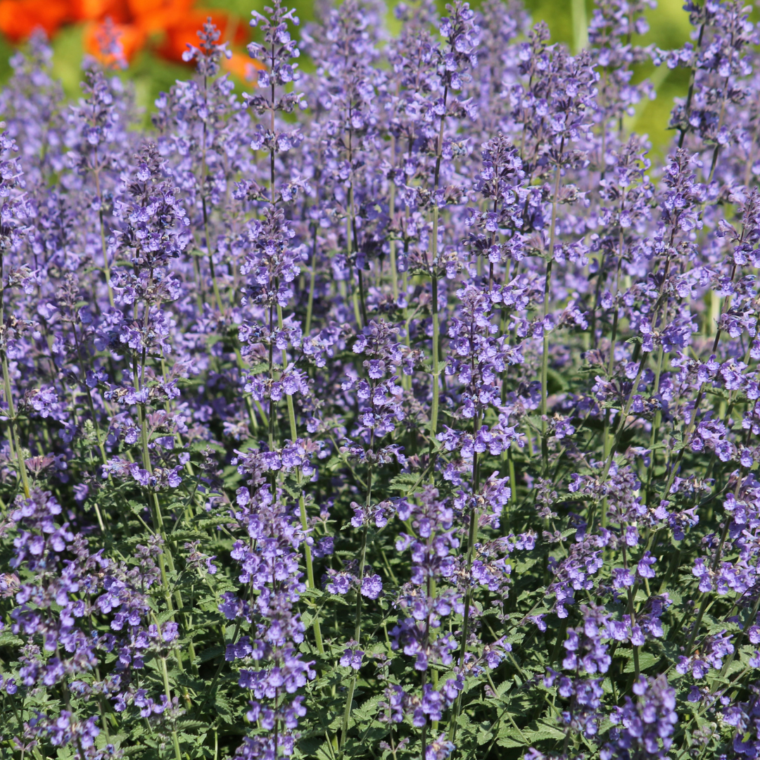 24x Nepeta 'Grol' - ↕10-25cm - Ø9cm