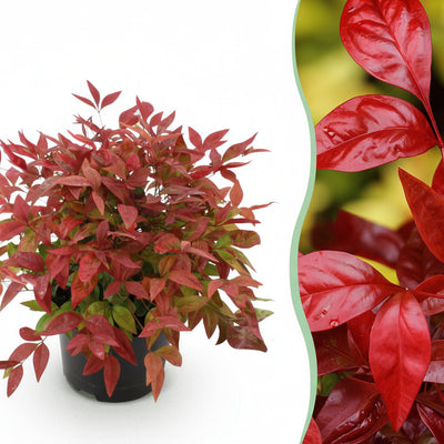 Nandina Blush Pink (Dunkelrosa) - Immergrün, pflegeleicht, 40cm, Topf 17cm