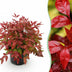 Nandina Blush Pink (Dunkelrosa) - Immergrün, pflegeleicht, 40cm, Topf 17cm Bild 1