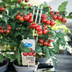 Cherry Tomato Plant in 14cm pot, 45cm high - Sweet Harvest! Bild 3