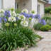 Green boutiQ - Perennial - Agapanthus Duo - African Lily - Bee and Butterfly Attractors - Blue - White - 12 Plants - Pot 11cm - Height 15-25cm Bild 6