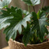 Philodendron Xanadu Houseplant with Basket, 60cm, Easy Care Bild 4