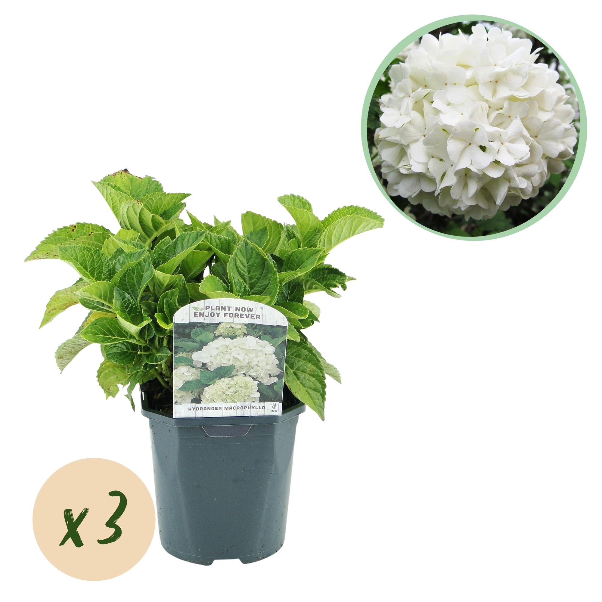 GreenboutiQ - Hortensie - Hydrangea macrophylla Weiß - Blüte Weiß  - 3 Pflanzen - 1 m2 - Laubabwerfend - Wenig Pflege - Topf 17cm Höhe 30cm