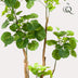 Kunstpflanze Polyscias Aralia, 135 cm – Grün und Pflegeleicht Bild 3