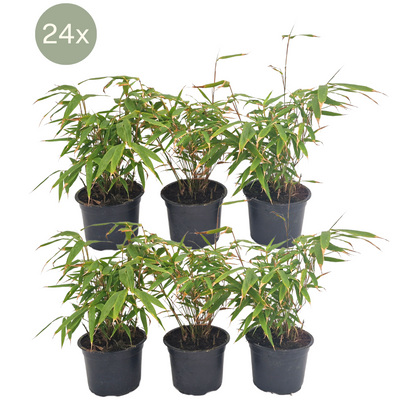 24 x Fargesia Rufa Bambus - Ø13 cm - ↕25 cm - 1m Hecke