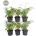 24 x Fargesia Rufa Bambus - Ø13 cm - ↕25 cm - 1m Hecke Bild 1