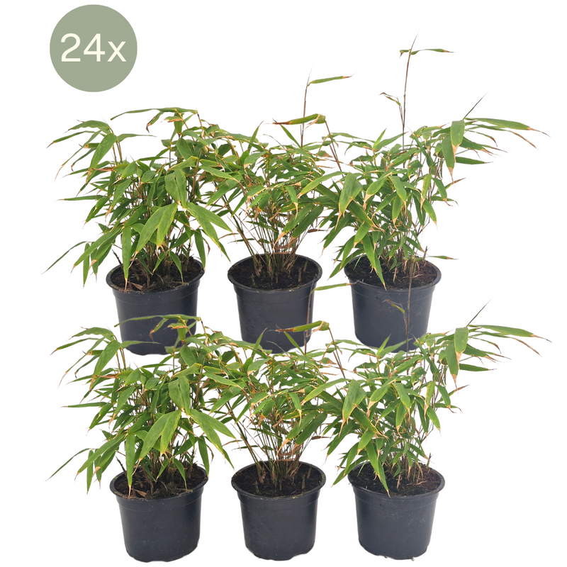 24 x Fargesia Rufa Bambus - Ø13 cm - ↕25 cm - 1m Hecke