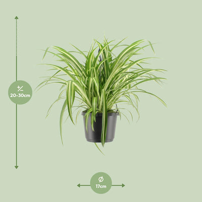 Grünlilie Chlorophytum Comosum Variegatum, Ø17cm, ↕30cm