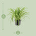 Grünlilie Chlorophytum Comosum Variegatum, Ø17cm, ↕30cm Bild 2