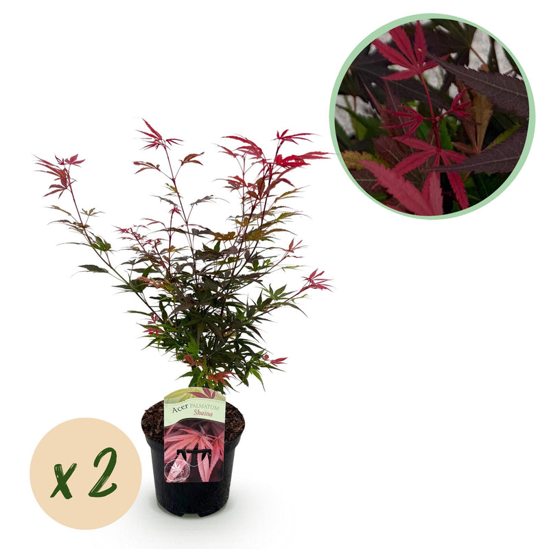 Japanischer Ahorn Shaina, 2x, rotlaubig, 70cm, 19cm Topf