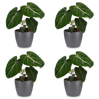 Green boutiQ - Philodendron Gloriosum - Gloriosum Philodendron - 4 plants - with Grey pot - pot 12cm - height - 25cm
