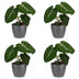 Green boutiQ - Philodendron Gloriosum - Gloriosum Philodendron - 4 Pflanzen - mit Grau Topf - Topf 12cm - Höhe - 25cm Bild 2